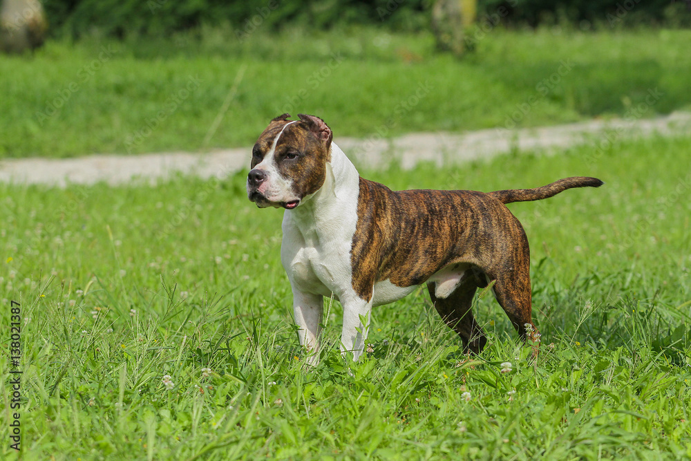 Beautiful American Staffordshire Terrier dog. Beautiful American Staffordshire Terrier dog.