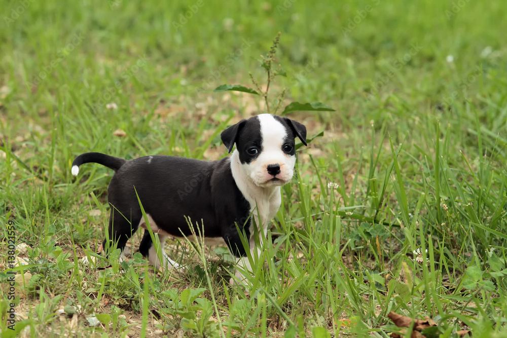  Cute amstaff puppy dog