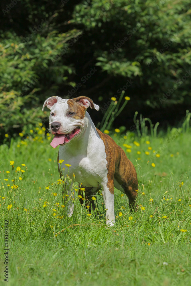Beautiful American Staffordshire Terrier dog. Beautiful American Staffordshire Terrier dog.