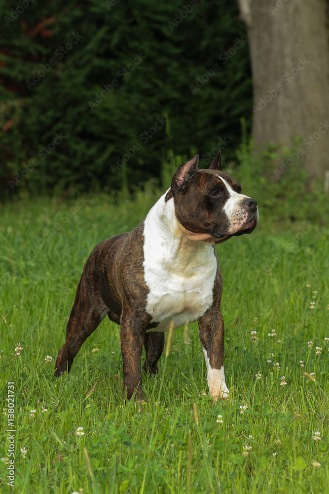 Beautiful American Staffordshire Terrier dog.