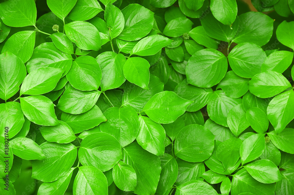 green leaves background green leaves background