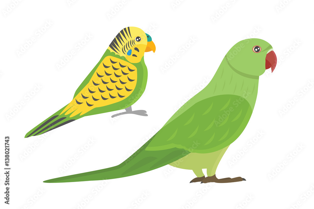 Cartoon tropical parrot wild animal bird vector illustration.