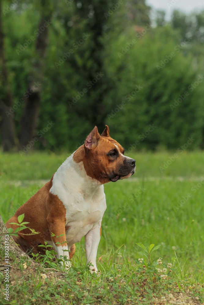Beautiful American Staffordshire Terrier dog. Beautiful American Staffordshire Terrier dog.