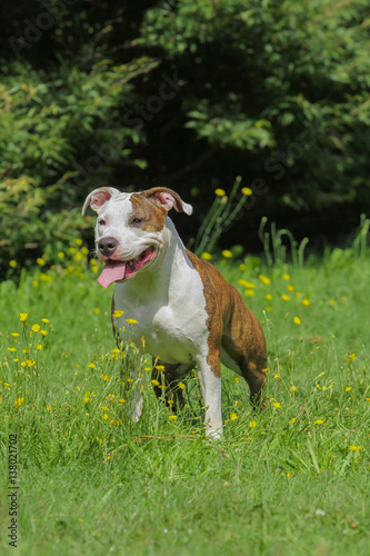 Beautiful American Staffordshire Terrier dog.