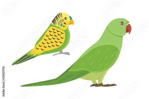 Cartoon tropical parrot wild animal bird vector illustration.