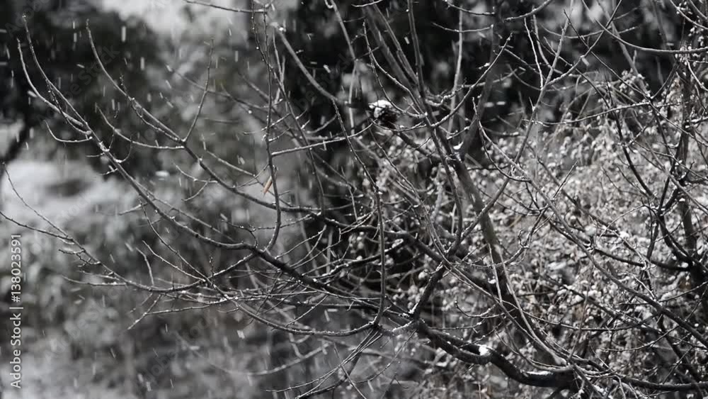 Cherry tree and snowflakes, Snow blizzard in the mountain forest,slow motion video clip Cherry tree and snowflakes, Snow blizzard in the mountain forest,slow motion video clip