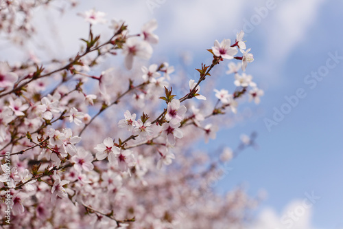 Beautiful of cherry blossom during spring season at Tokyo, Japan