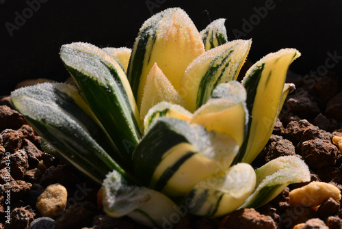 succulent plants  Haworthia bayeri  var.bayeri photo