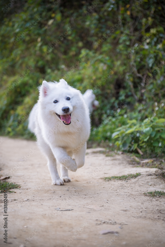 Running a samoyed dog in the countryside