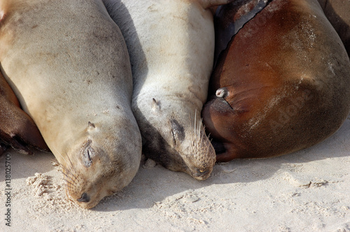 close up of three sea lions huddled on a sand beach sunbathing