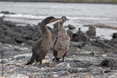 Fototapeta flightless cormorants on a black lava beach on Fernandina Island, Galapagos