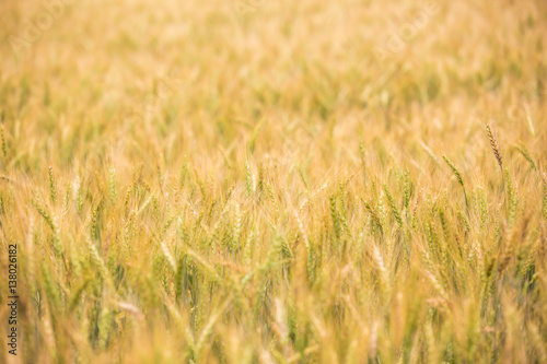 close up wheat field background