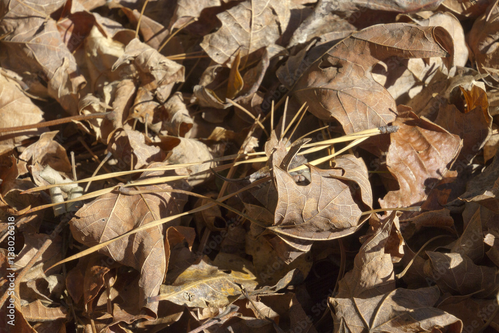 Fototapeta premium Dry Autumn Leaves