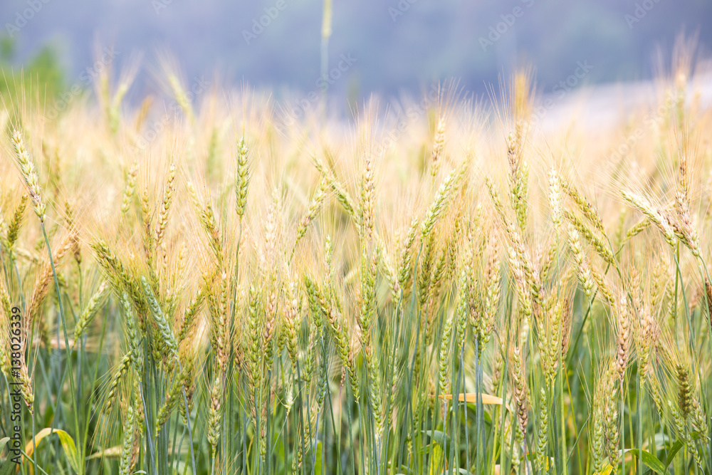 Obraz premium close up wheat field background