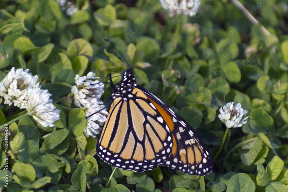 Fototapeta premium Monarch Sipping from a Clover Flower Close Up