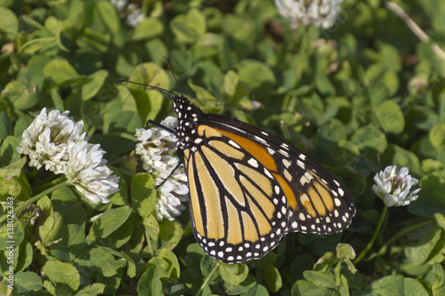 Monarch Butterfly Sips From a White Clover Flower