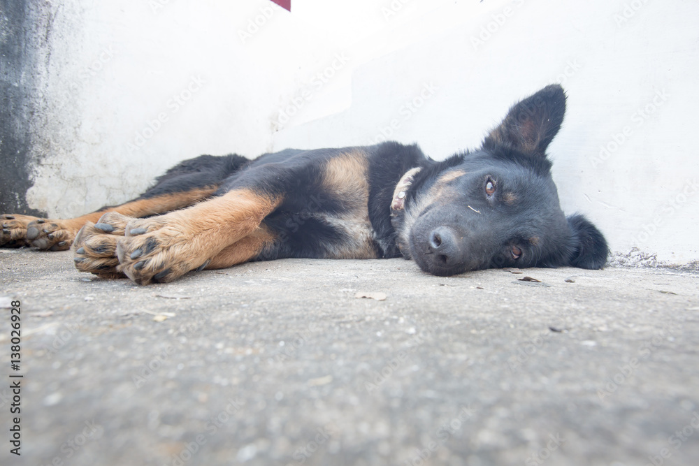 black dog sleeping on the floor