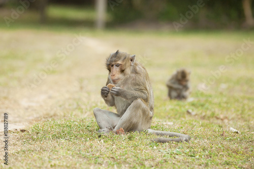 Monkey eating a cracker 