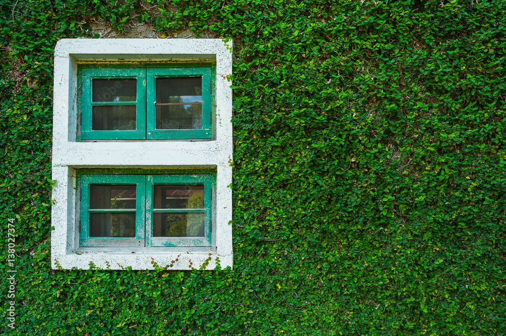 Natural green leaf grass cover wall with white window background, Eco friendly backdrop Natural green leaf grass cover wall with white window background, Eco friendly backdrop