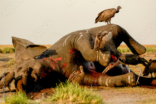 dead elephant voltures 