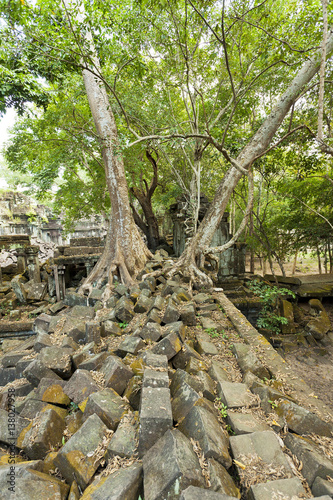 Twin trees growing over a temple in ruins Cambodia 