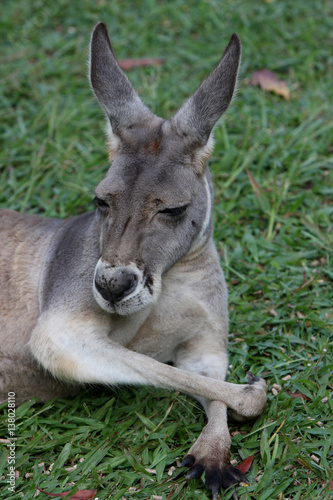 Chilled out roo