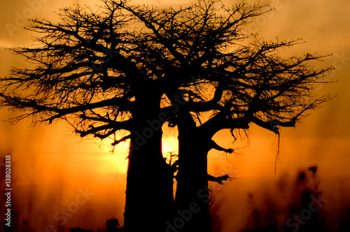 baobab tree sunset 