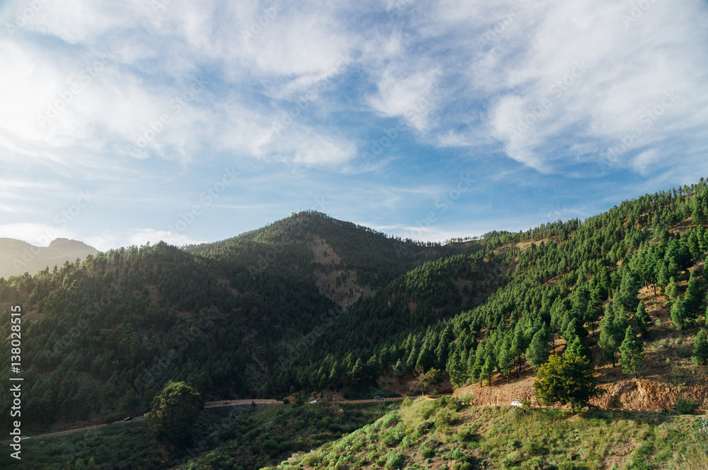 Highland road leading through scenic coniferous forest