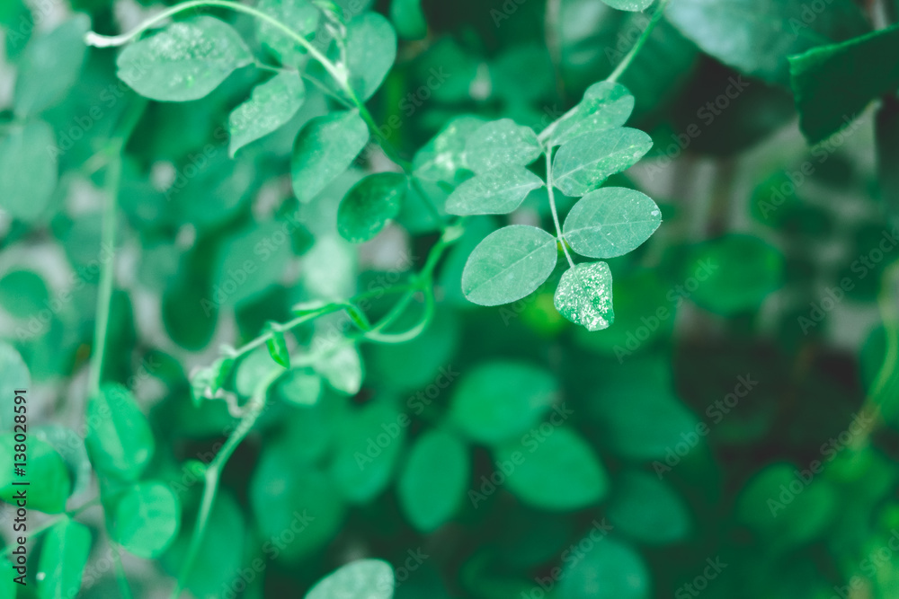 green plant