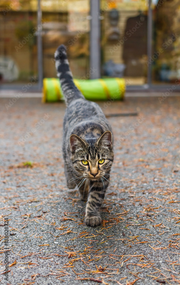 Obraz premium Cat on the Prowl