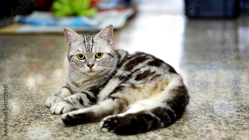 Fototapeta Naklejka Na Ścianę i Meble -  Funny American Short Hair Cat