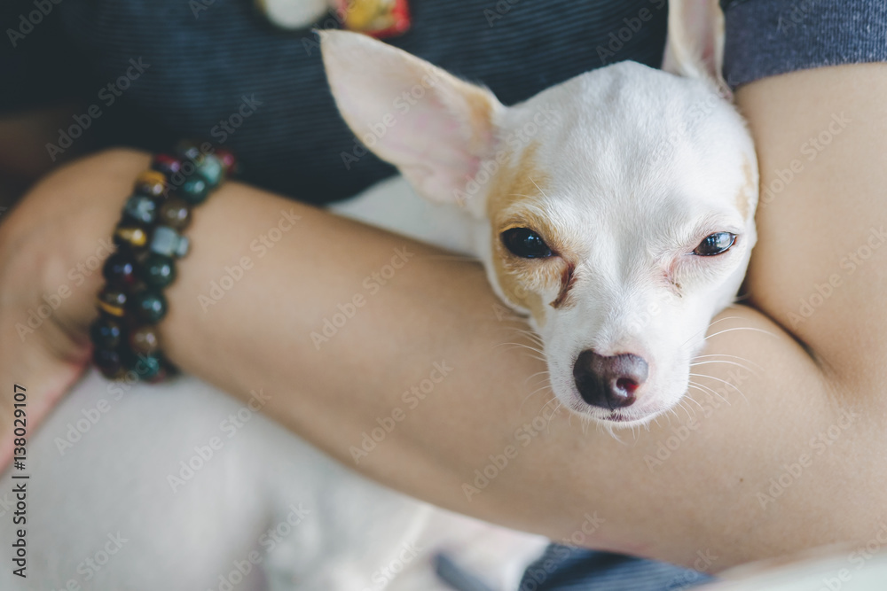 white chihuahua  in human arm