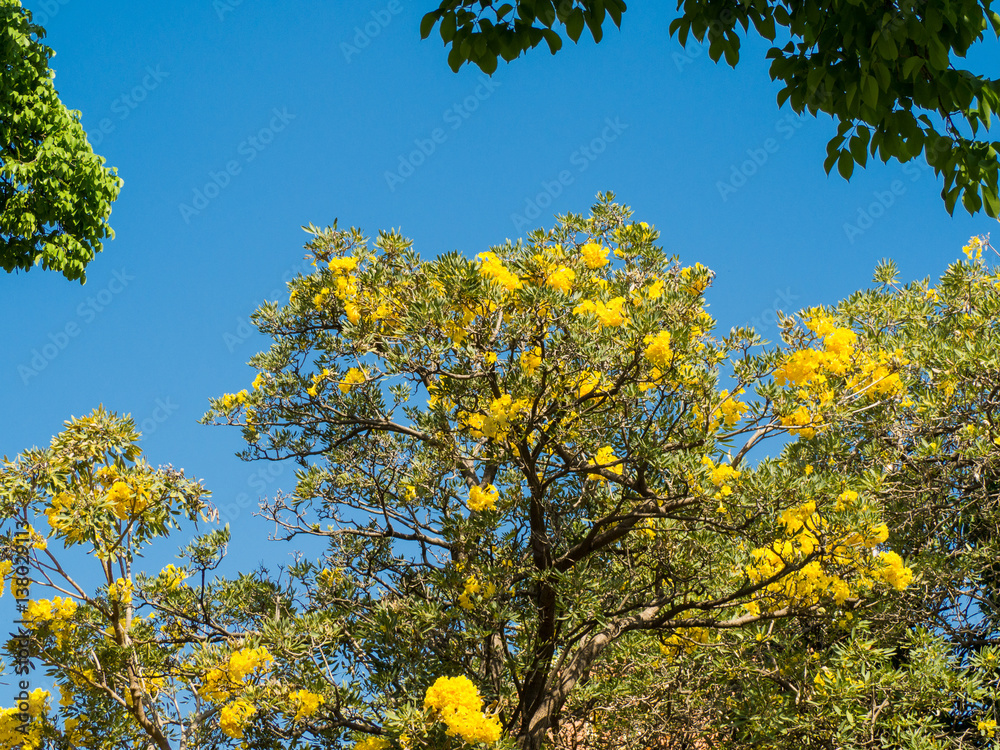 Silver Trumpet Tree / Tree of Gold Silver Trumpet Tree / Tree of Gold