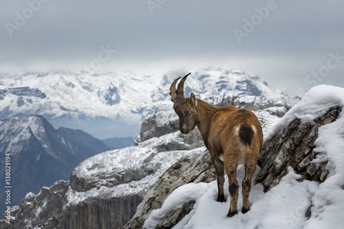 Wild Mountain Goat