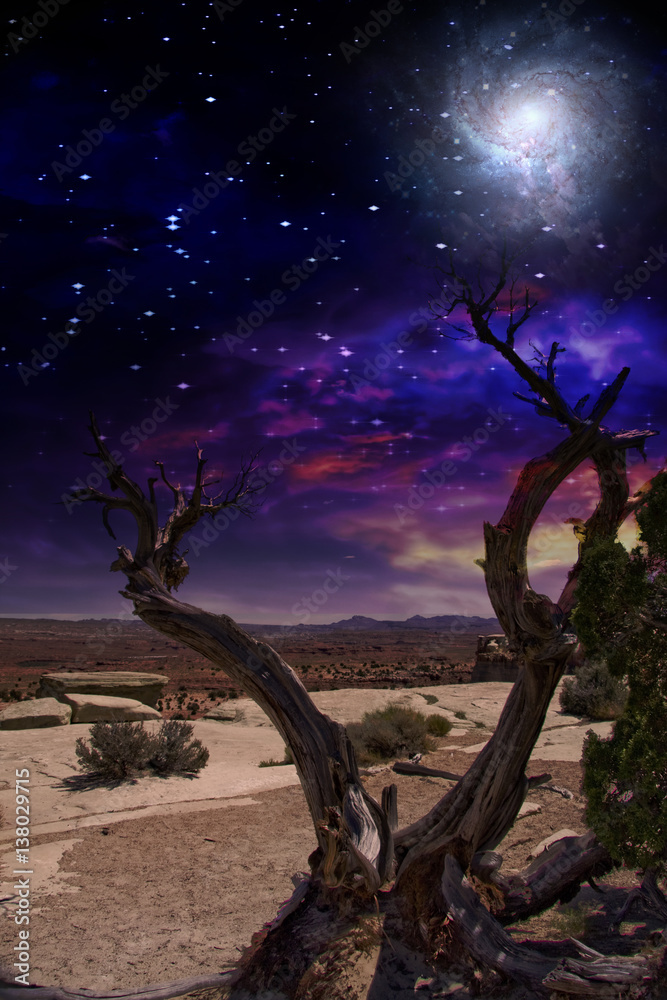 Desert Tree Some elements provided courtesy of NASA
Desert Tree Some elements provided courtesy of NASA