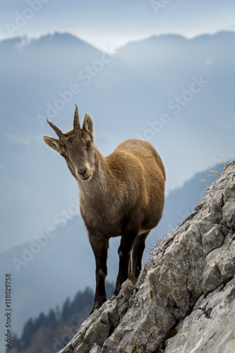 Wild Mountain Goat