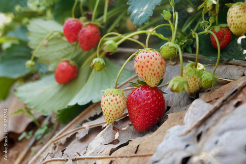 close up ripe strawberry