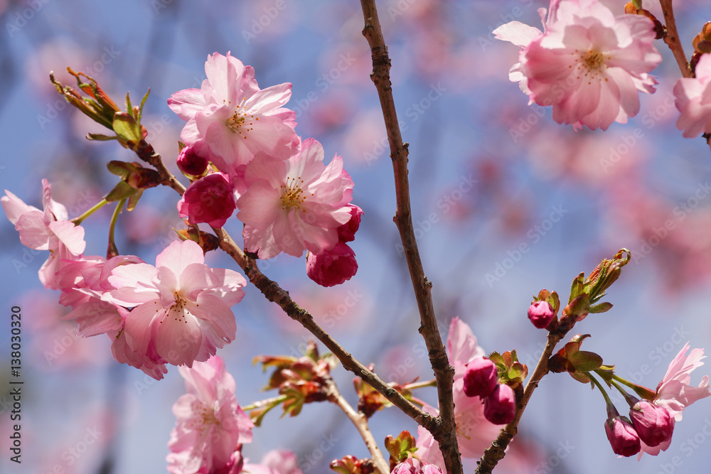 Beautiful of cherry blossom during spring season at Tokyo, Japan