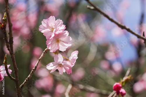 Beautiful of cherry blossom during spring season at Tokyo  Japan