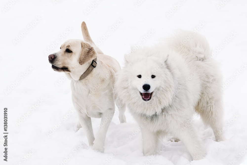 Labrador dogs and Samoyed on a snowy background Labrador dogs and Samoyed on a snowy background