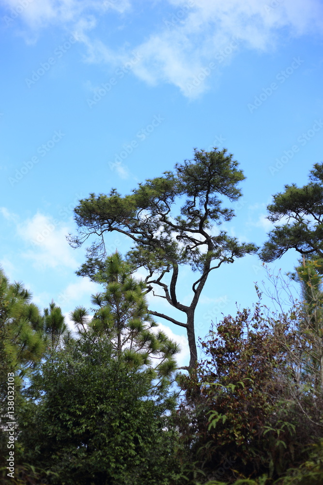 Pines and sky
