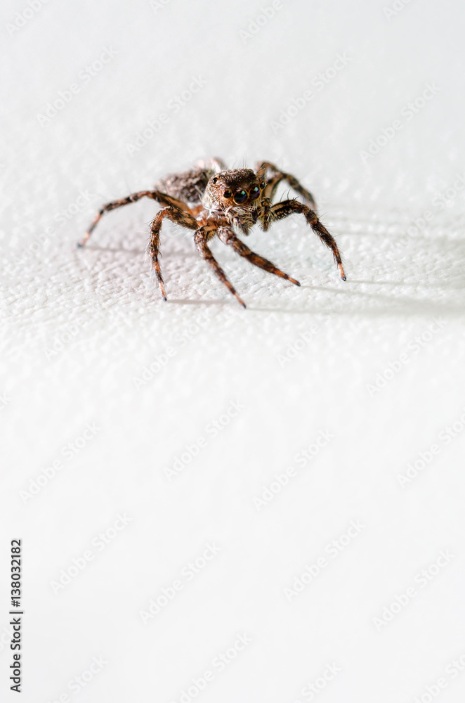 Closeup Jumping Spider on white background Closeup Jumping Spider on white background
