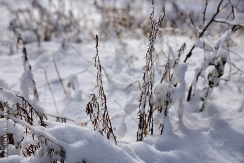 Snow Grass with Ice photo