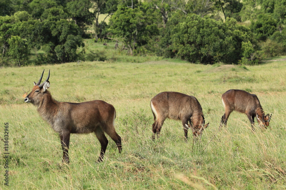 Common Waterbucks in Massai Mara, Kenya Common Waterbucks in Massai Mara, Kenya