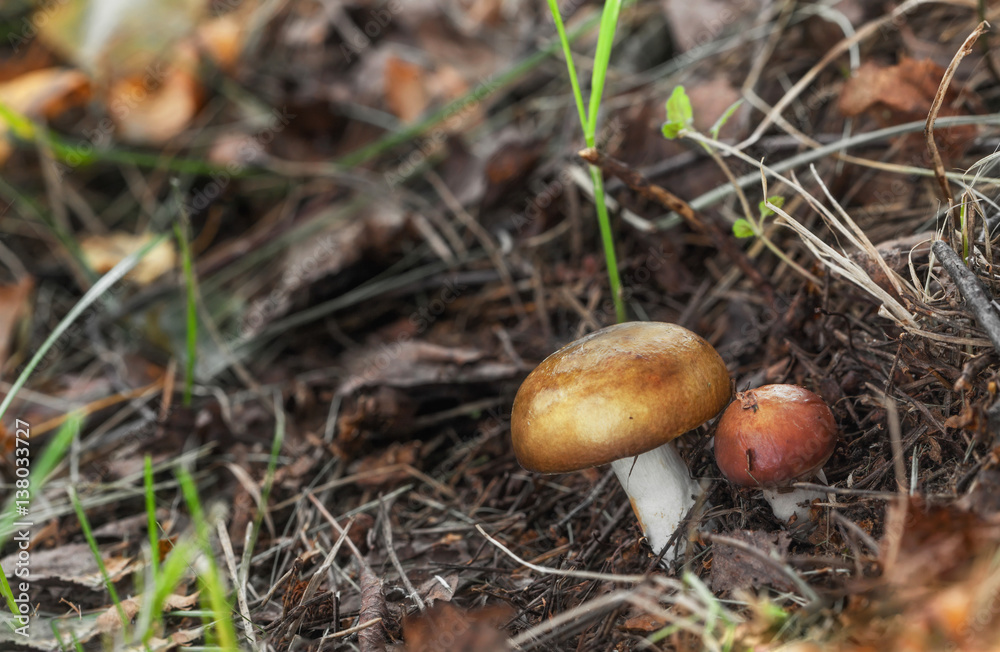 Edible mushrooms growing out of the ground in the forest Edible mushrooms growing out of the ground in the forest