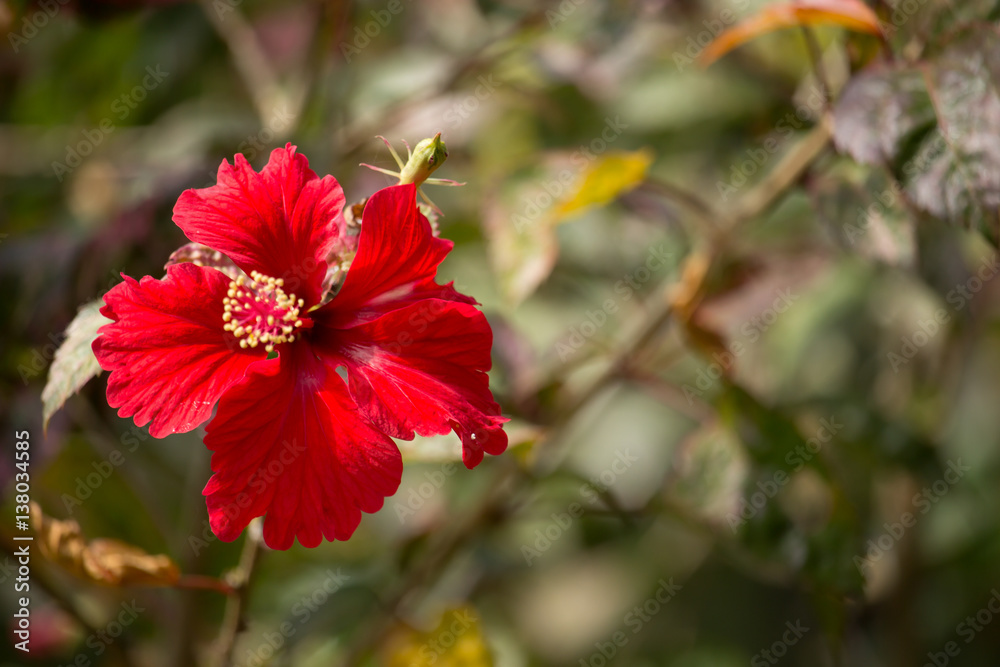 Close up of red Hibiscus rosa-sinensis or Cooperi Close up of red Hibiscus rosa-sinensis or Cooperi