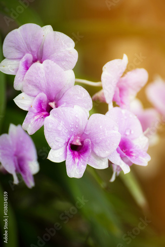 Dendrobium orchid  purple orchid flowers Tropical flower bloom pink orchid flower in Thailand and southeast asian