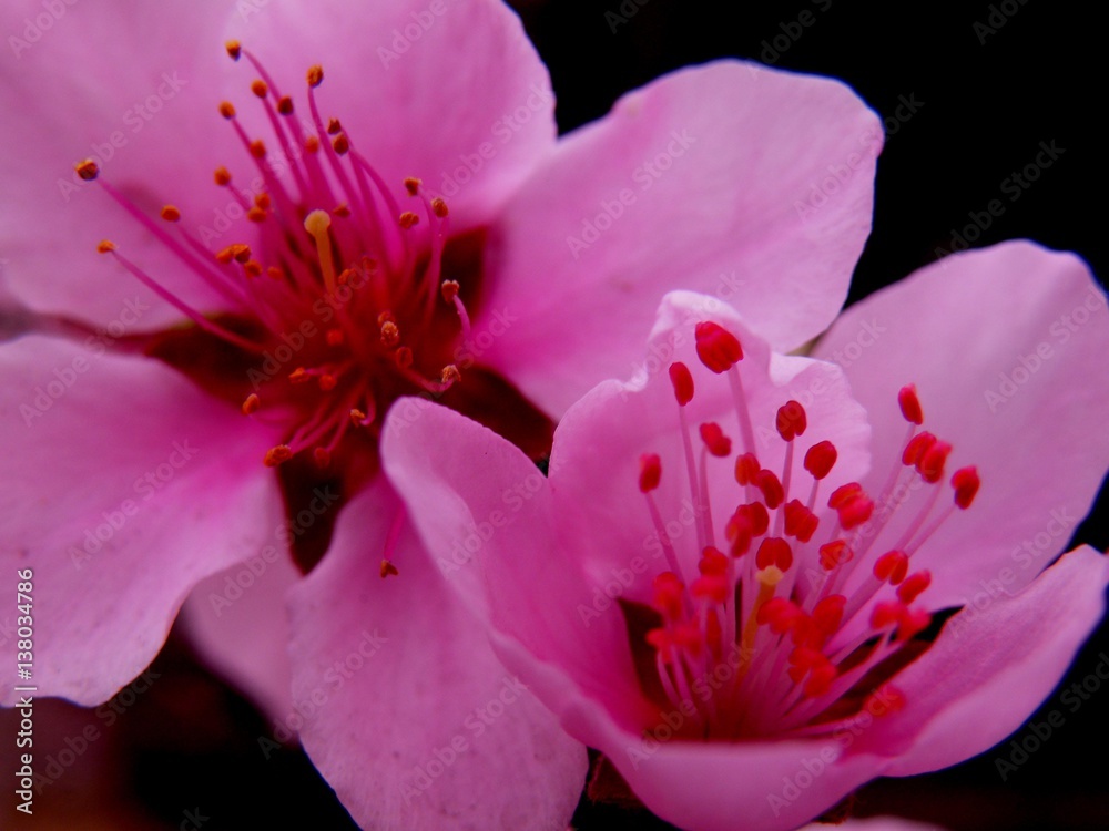 Beautiful pink divine flowers blooming in the garden. Beautiful pink divine flowers blooming in the garden.
