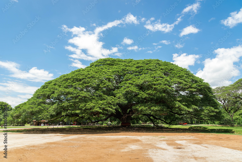 Giant Rain Tree,The big tree in kanchanaburi,thailand ,attractions foto