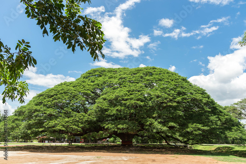 Giant Rain Tree,The big tree in kanchanaburi,thailand ,attractions
